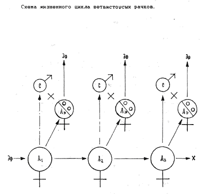 Схема жизненного цикла ветвистоусых рачков